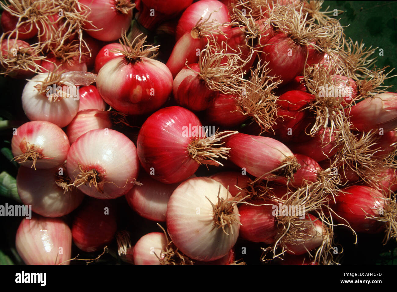 Onions France Stock Photo 1133692 Alamy