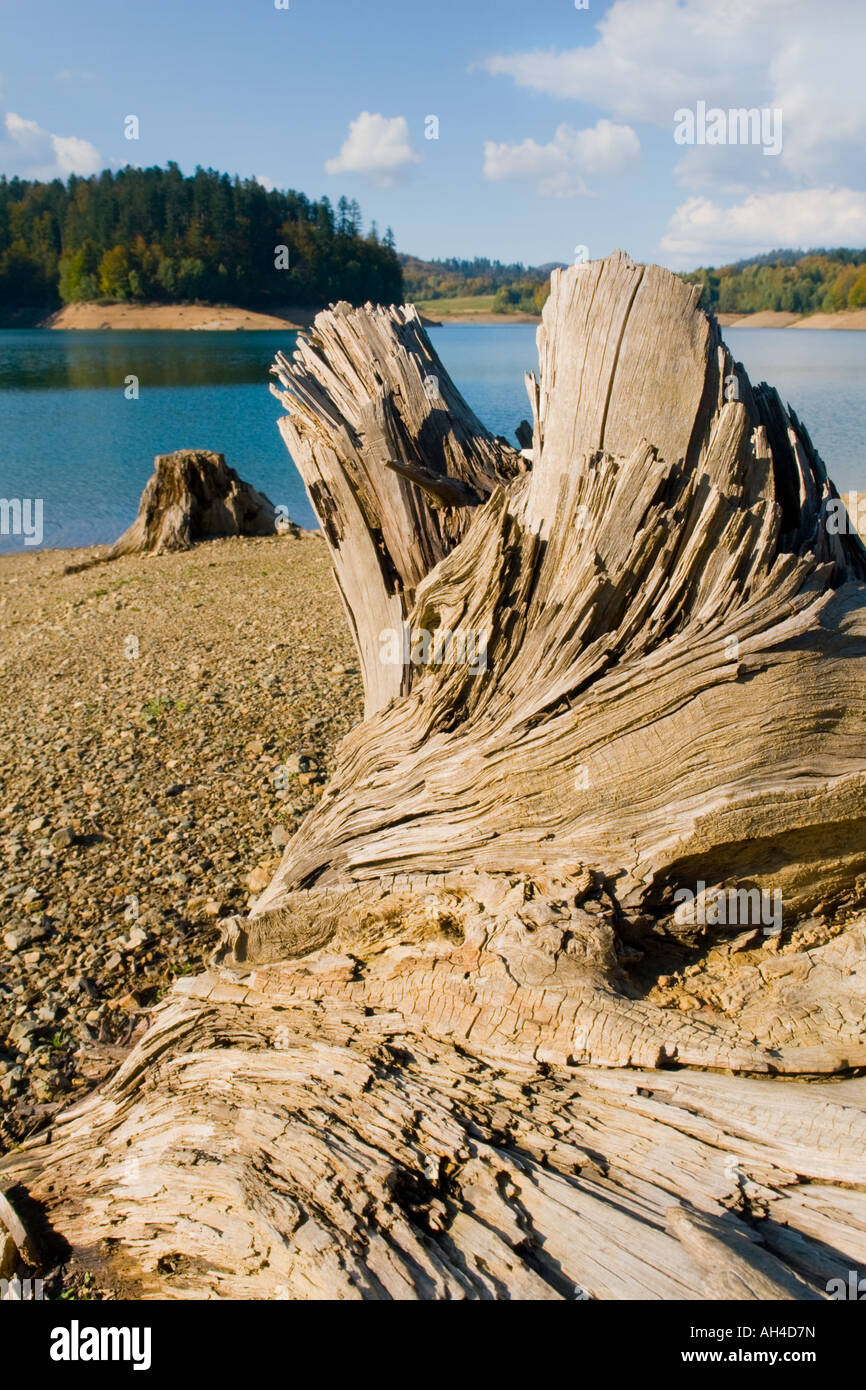 Rotten tree trunk on lake shore, Lokve in Croatia Stock Photo