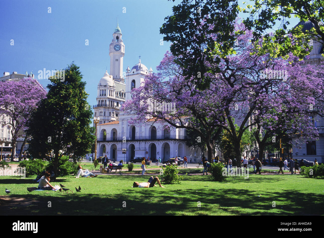 The Cabildo and Clock Tower at Plaza de Mayo with jacaranda trees in Buenos Aires Stock Photo