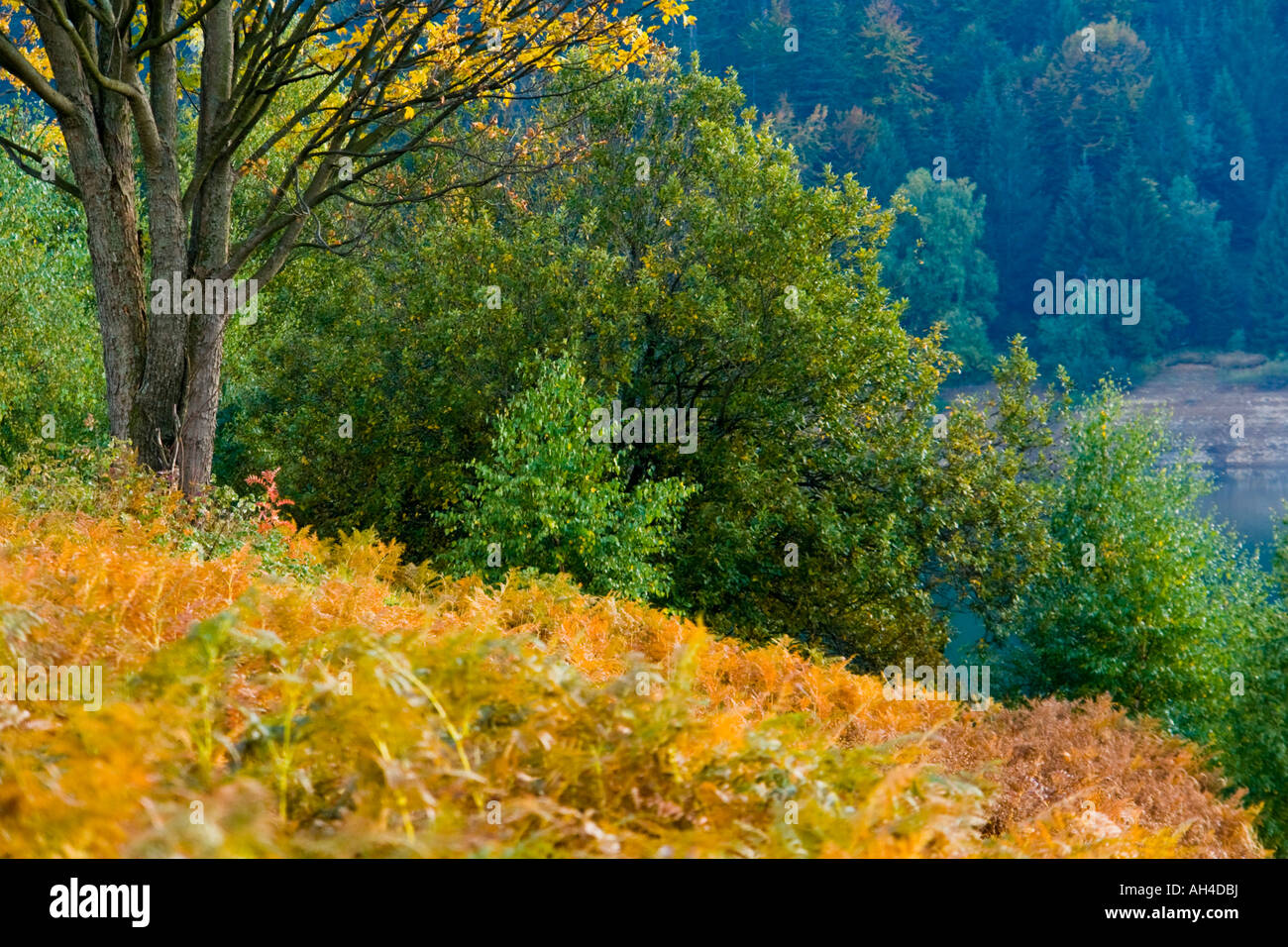 Autumn foliage vivid colors Stock Photo