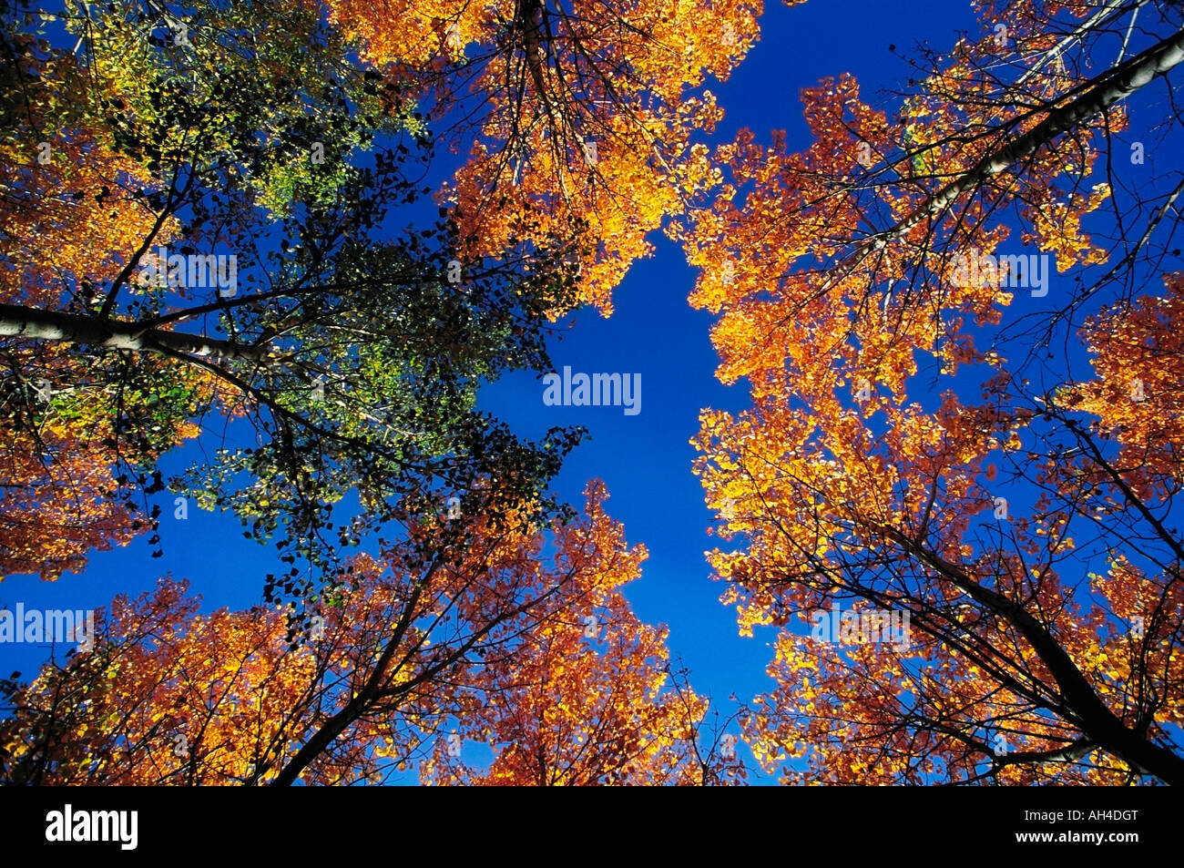 Tops of trees against blue sky Stock Photo - Alamy