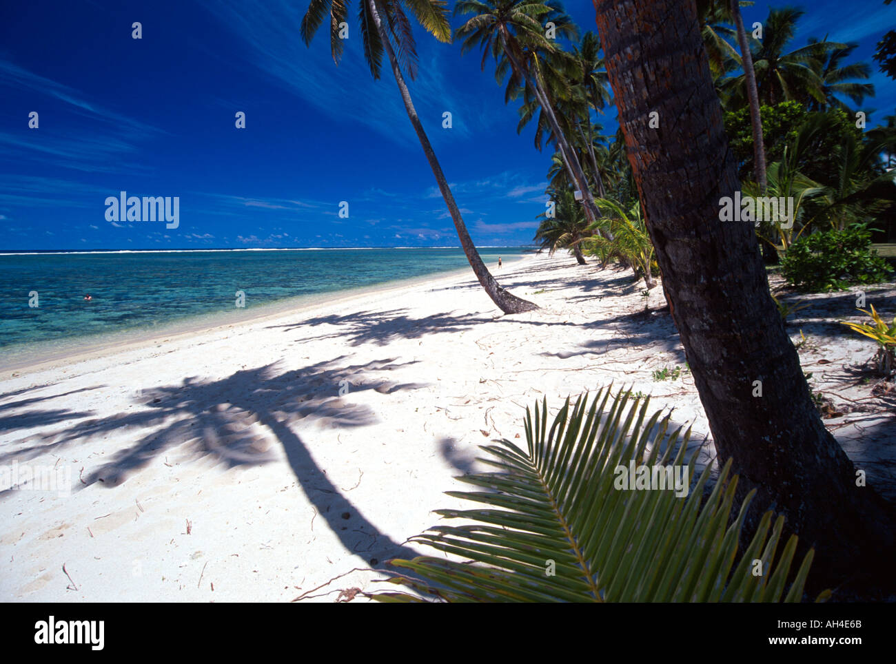 Coral Coast Tambua Sands Resort Palm Trees and Shadows on Beach Stock Photo