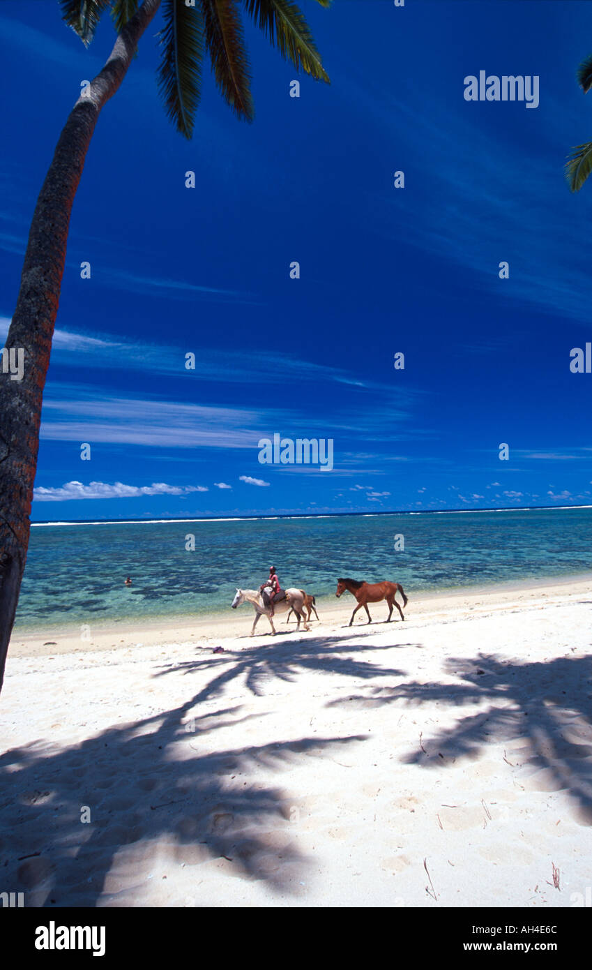Palm Trees and Horses Tambua Sands Coral Coast Fiji Stock Photo