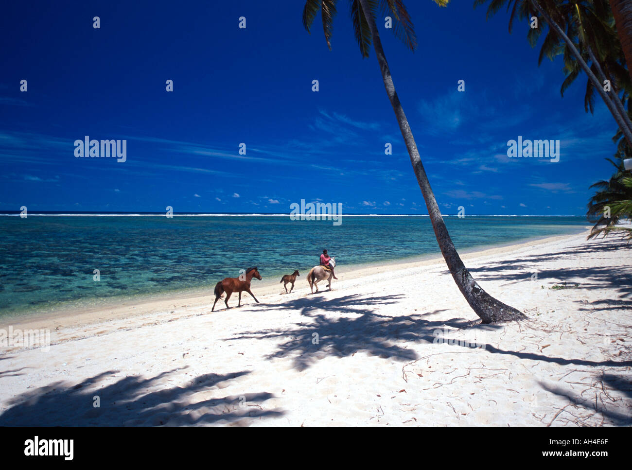 Coral Coast Tambua Sands Resort Horses on Beach Stock Photo