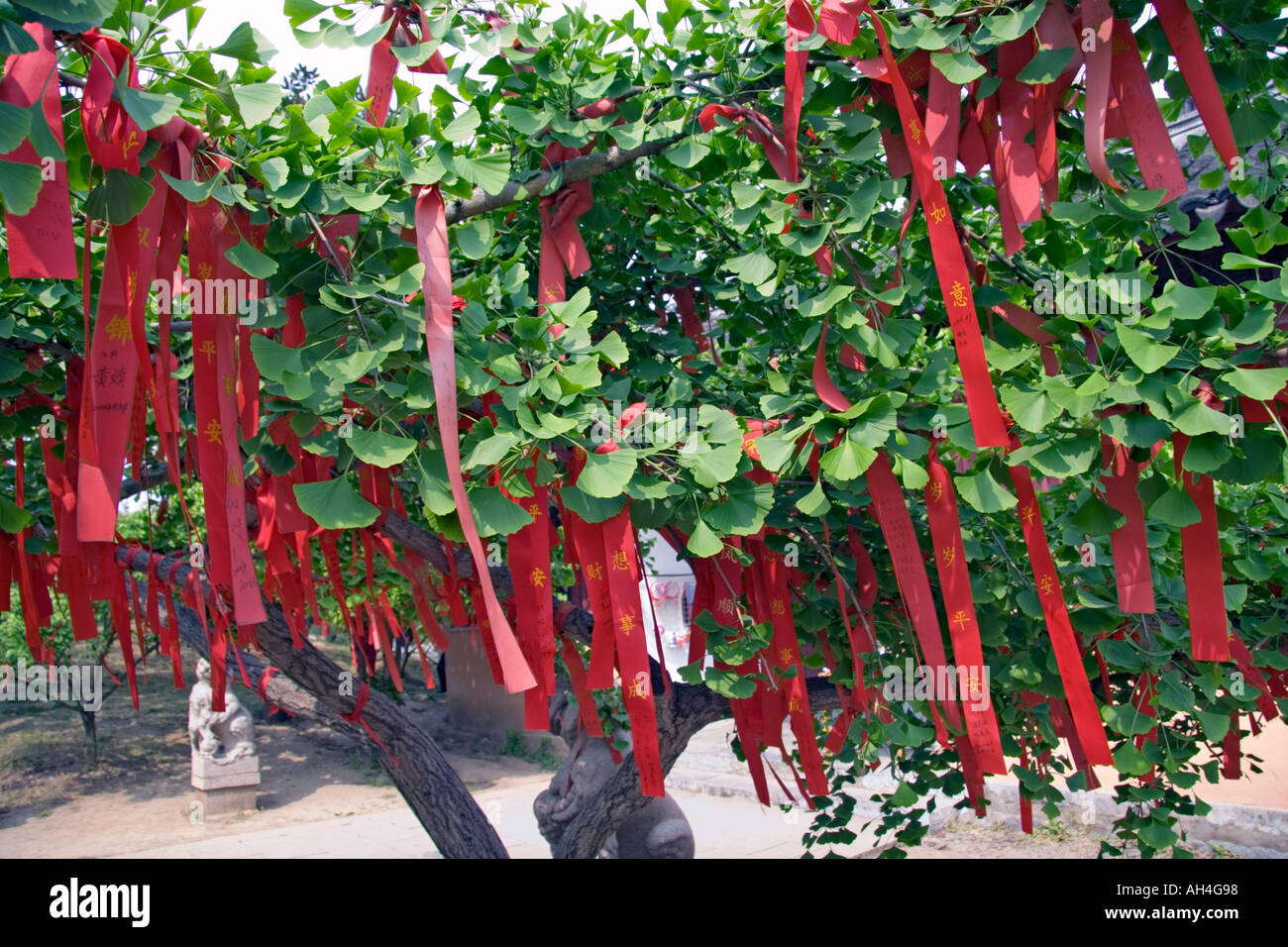 Money Tree Ribbons Chinese ribbons hi-res stock photography and images - Alamy