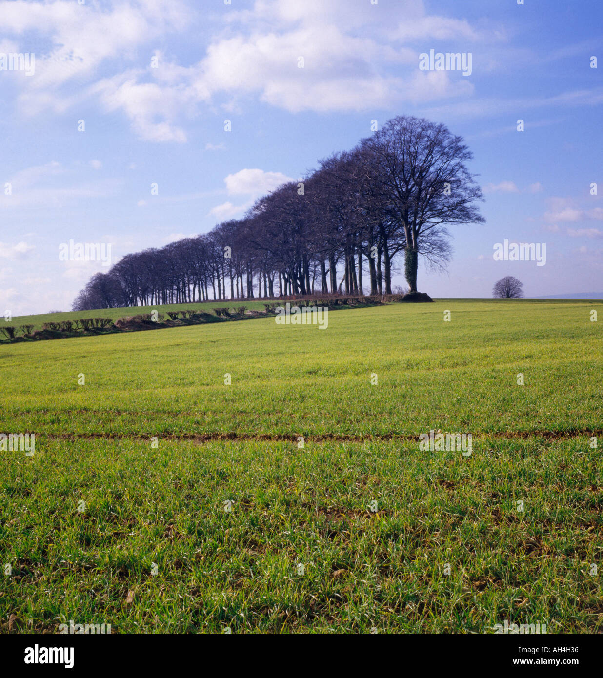 Line of trees winter Freezing Hill Cotswold edge near Bath England