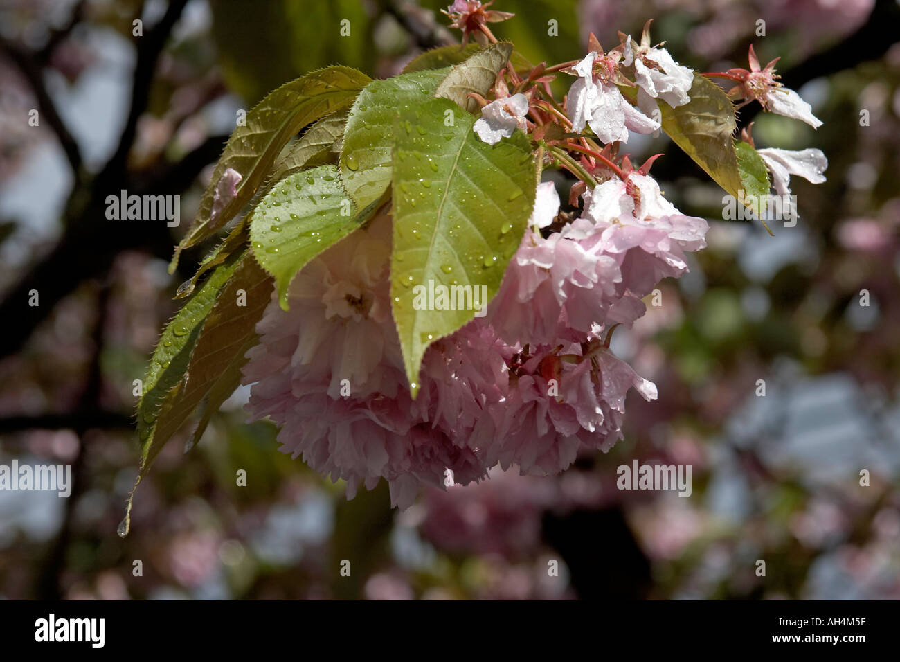 Pink cherry blossom against grey sky in Muswell Hill London N10 England Stock Photo