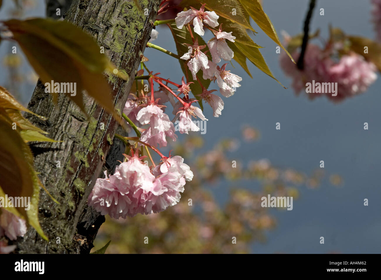 Pink cherry blossom against grey sky in Muswell Hill London N10 England Stock Photo