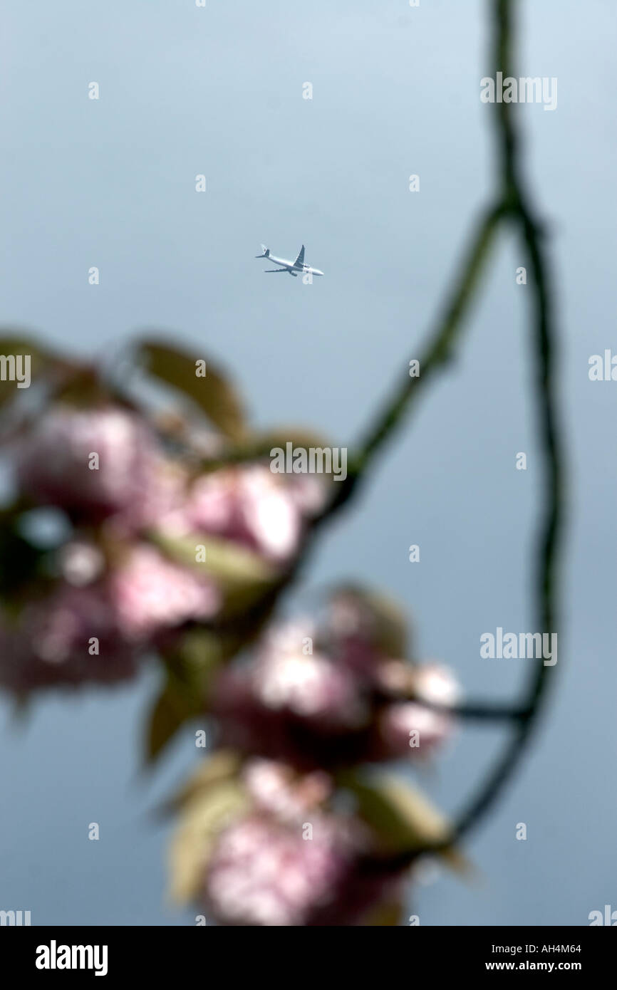 Pink cherry blossom against grey sky in Muswell Hill London N10 England Stock Photo