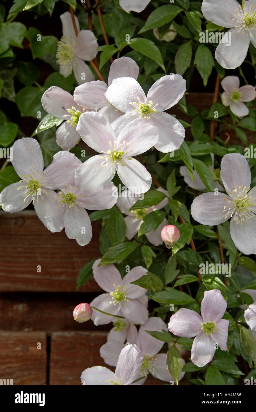 Pink clematis flowers in Muswell Hill London N10 England  Stock Photo