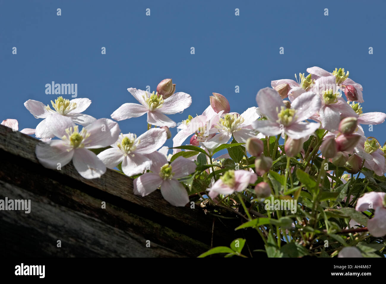 Pink clematis flowers against blue sky in Muswell Hill London N10 England  Stock Photo