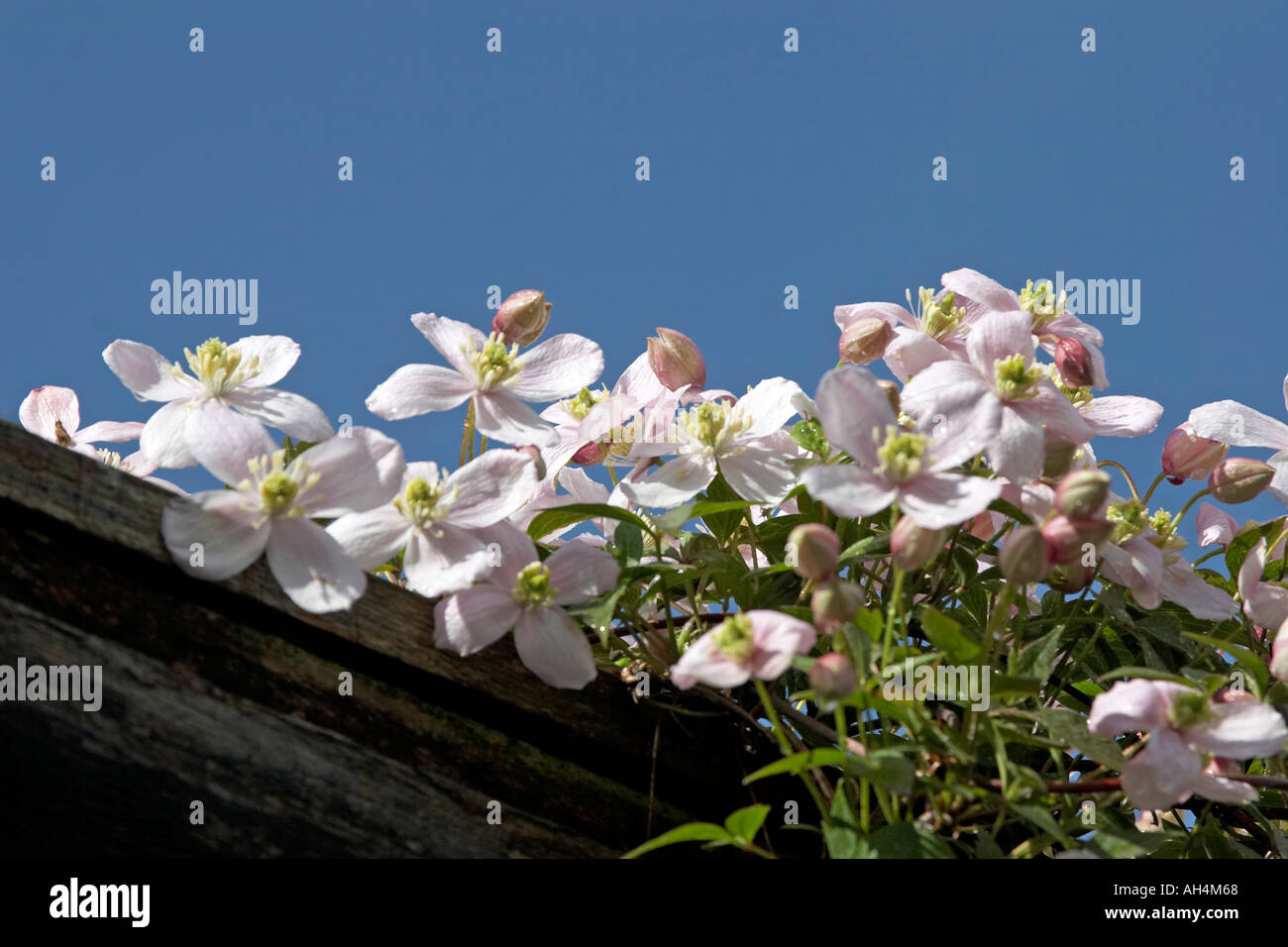 Pink clematis flowers against blue sky in Muswell Hill London N10 England  Stock Photo