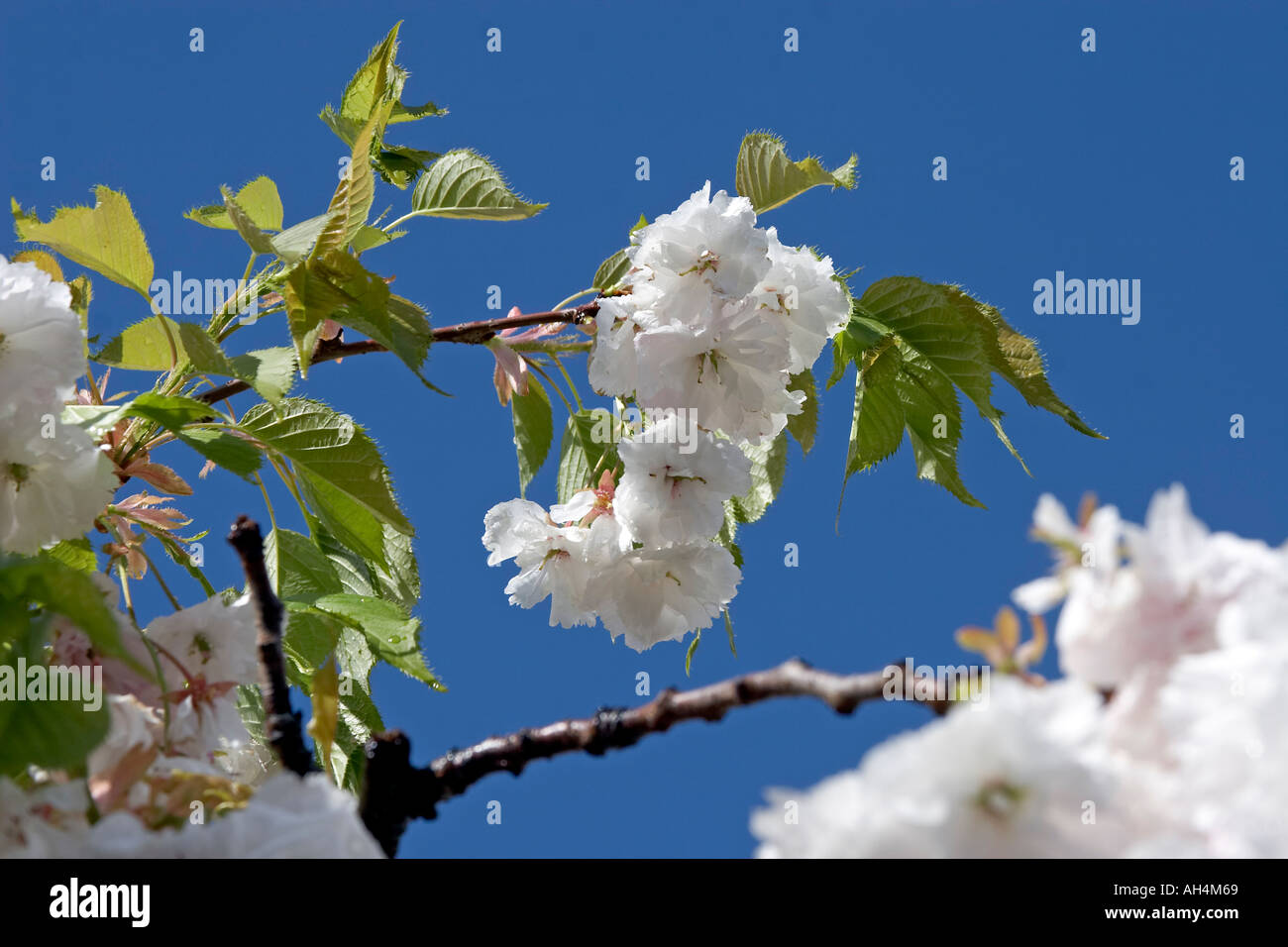 White cherry tree blossom against blue sky Muswell Hill London N10 England  Stock Photo