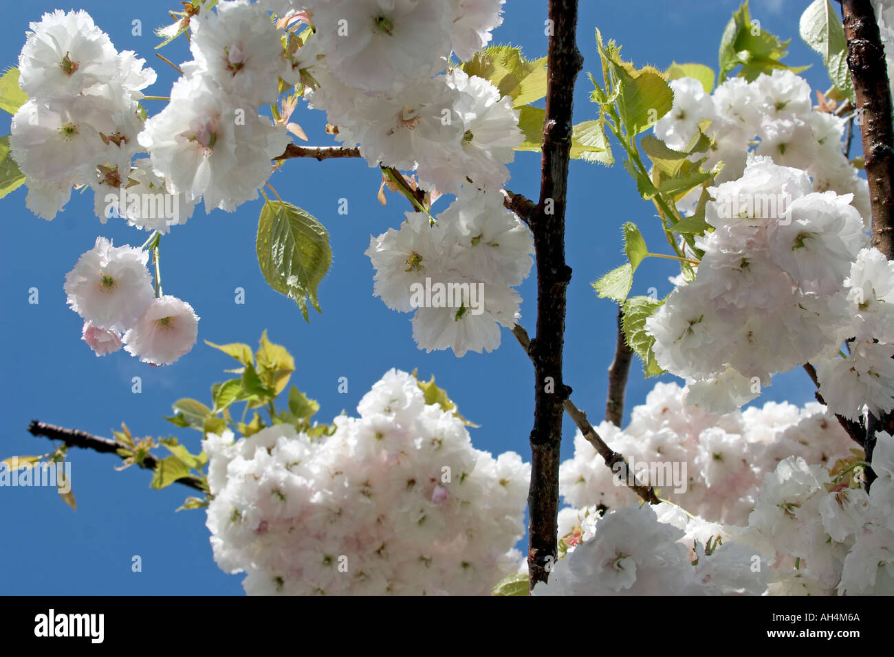 White cherry tree blossom against blue sky Muswell Hill London N10 England  Stock Photo