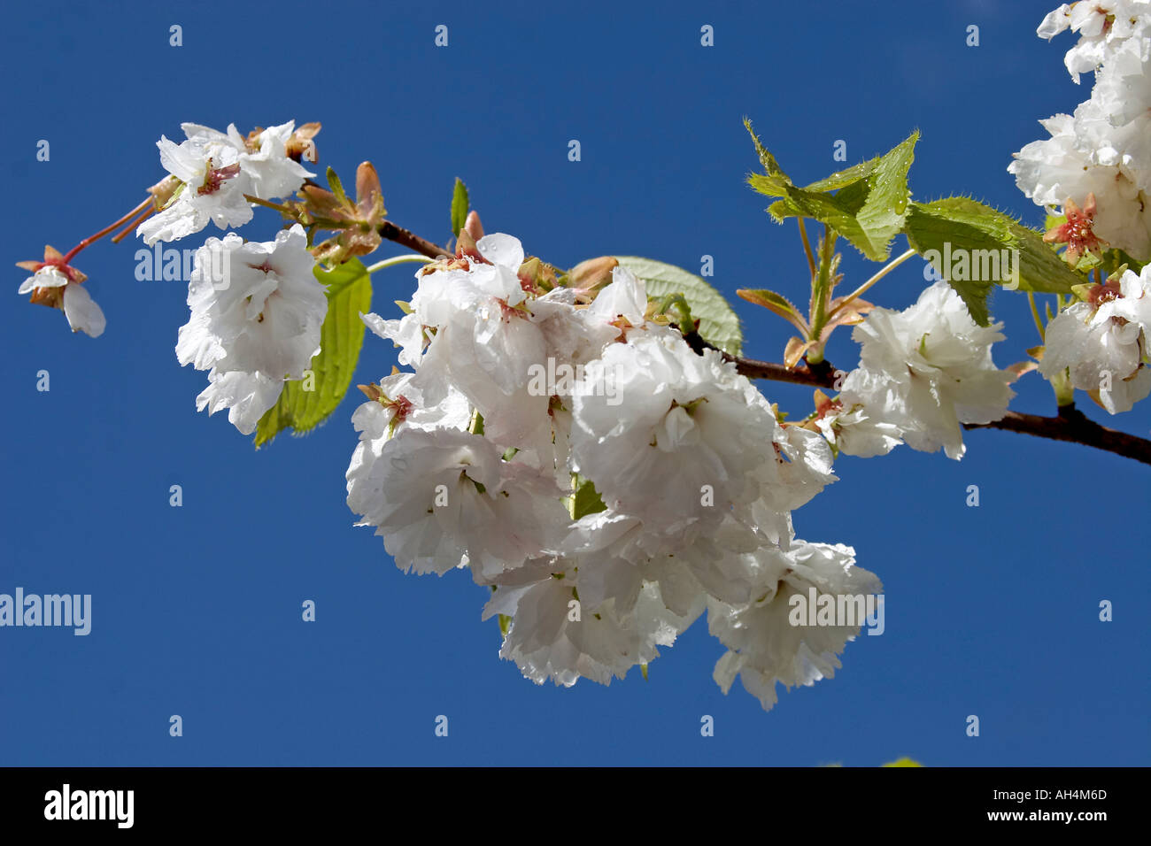 White cherry tree blossom against blue sky Muswell Hill London N10 England  Stock Photo