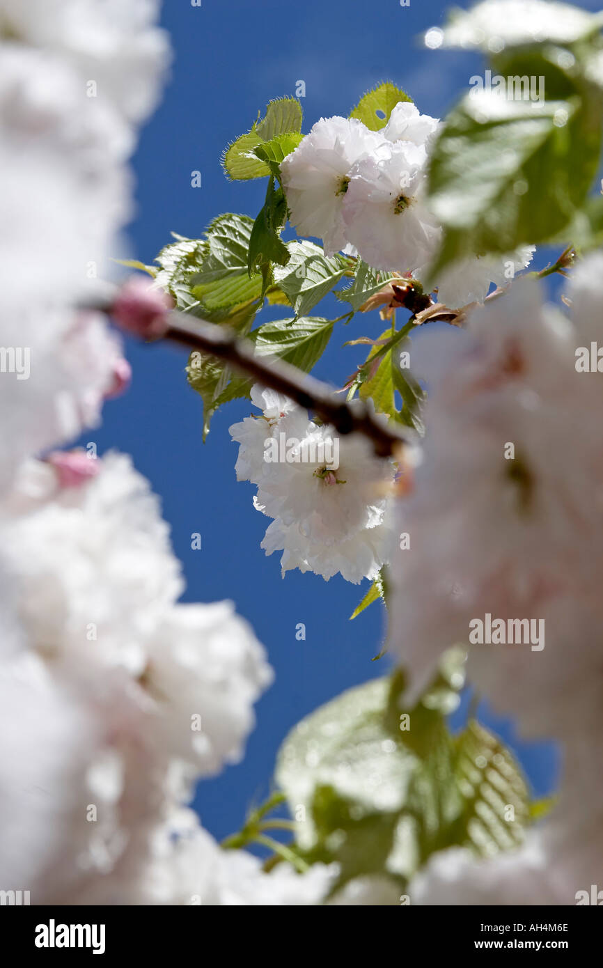 White cherry tree blossom against blue sky Muswell Hill London N10 England  Stock Photo