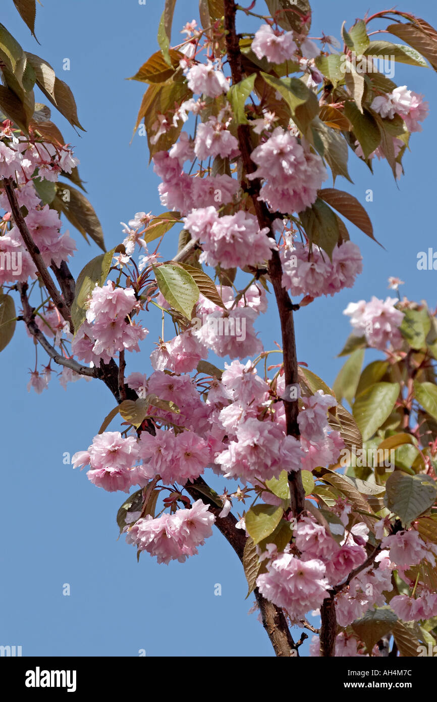 Pink cherry tree blossom after rain in Muswell Hill London N10 England  Stock Photo