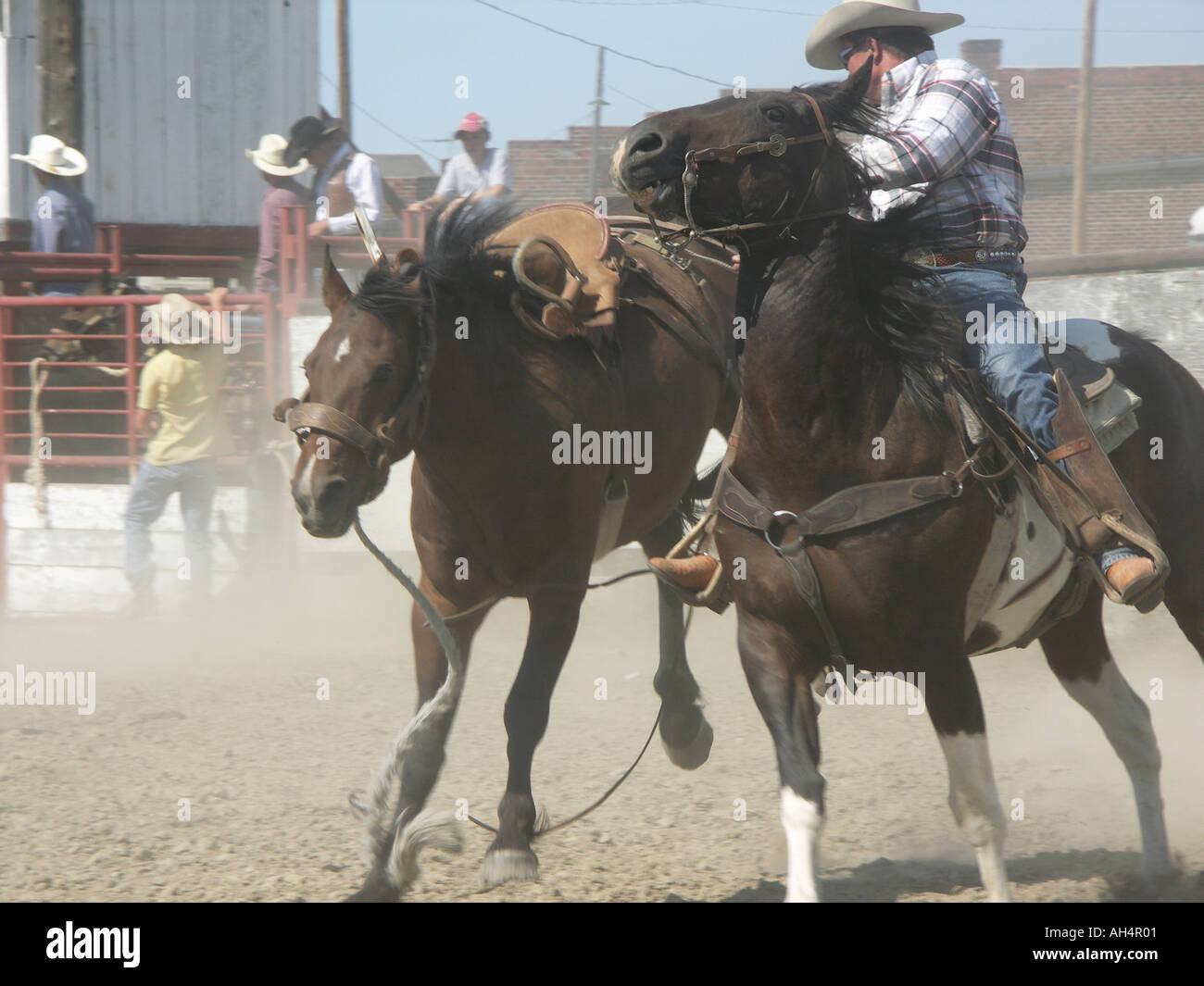 Chasing a Loose Horse Stock Photo