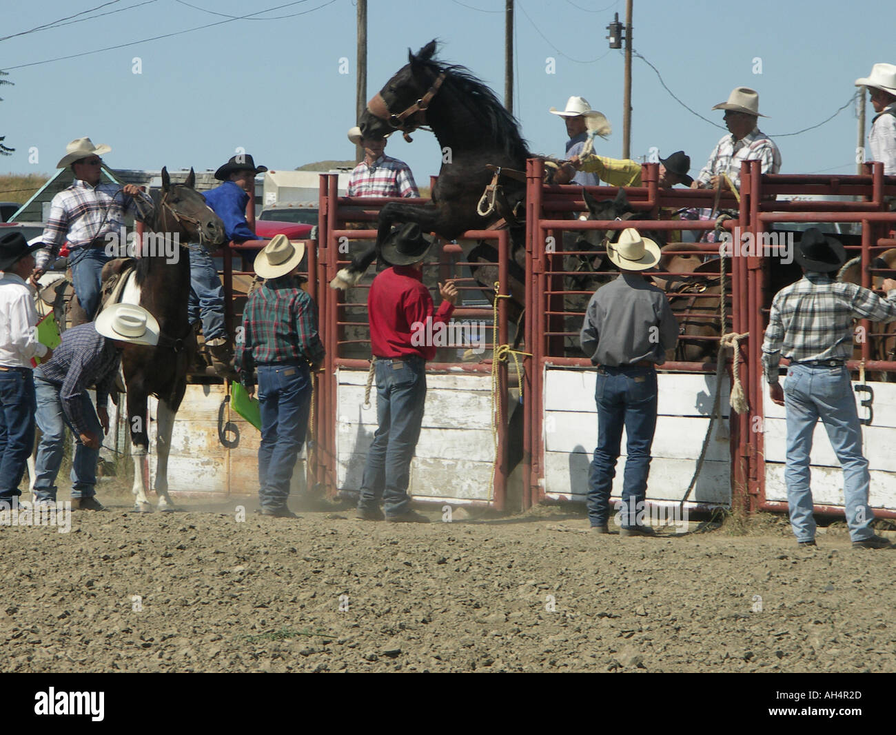 Horse Rearing Up In Chute Stock Photo