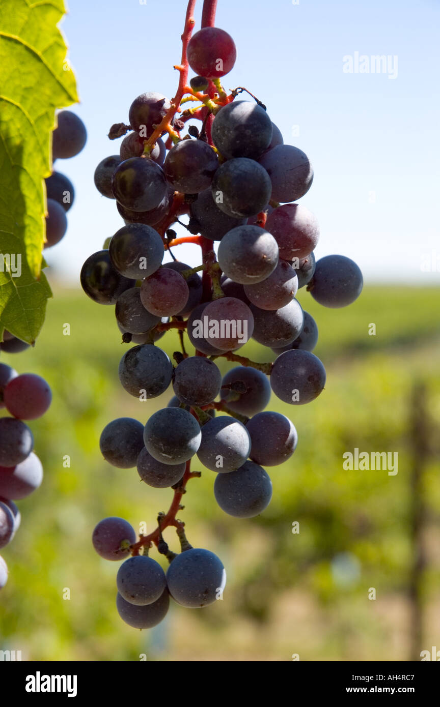 Grapes for wine making Stock Photo Alamy