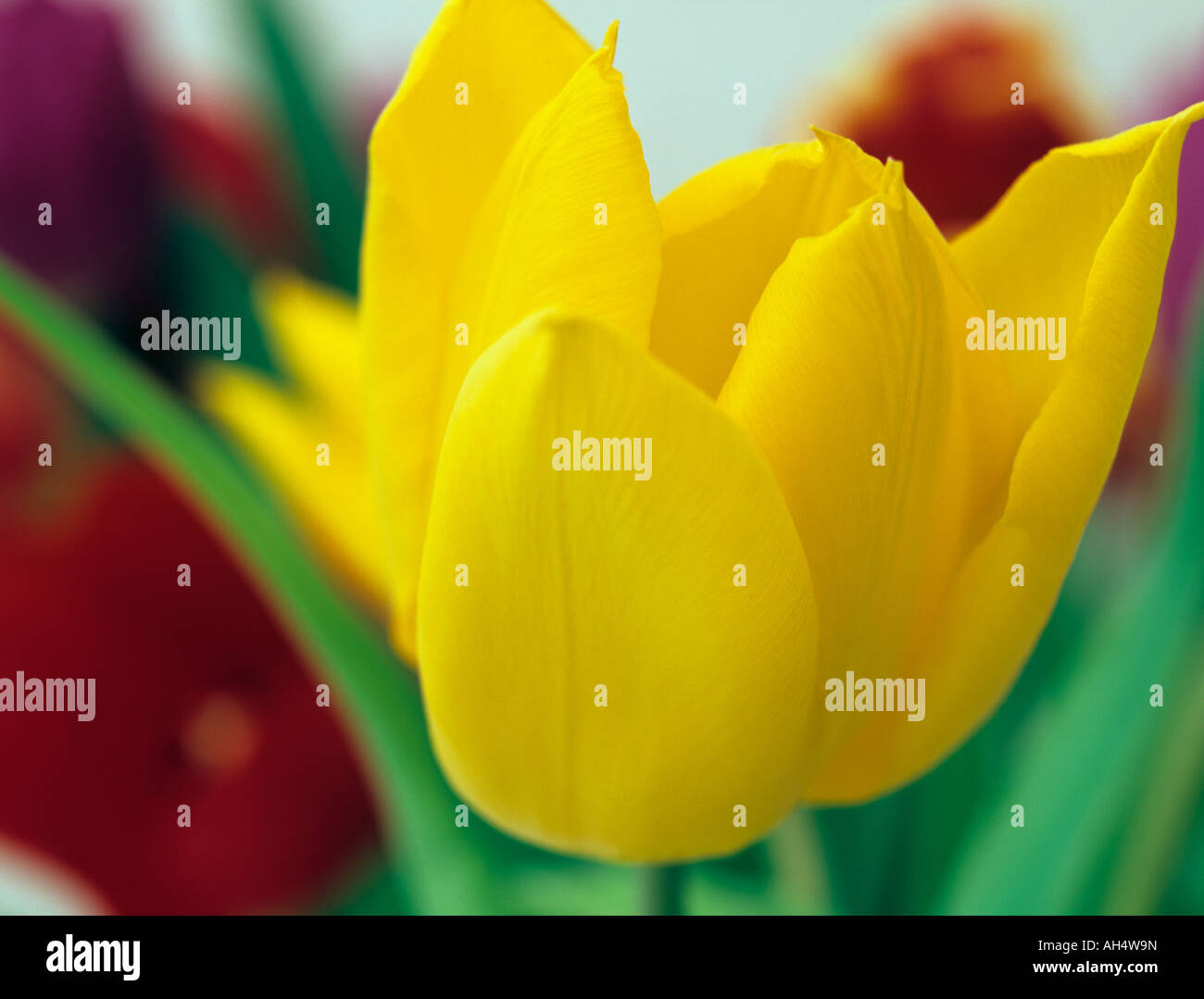 STUDIO Close up of yellow Tulip Stock Photo - Alamy