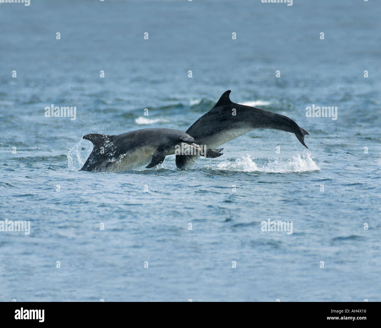 A pair of bottlenose dolphins leaping out of the sea in play Moray ...
