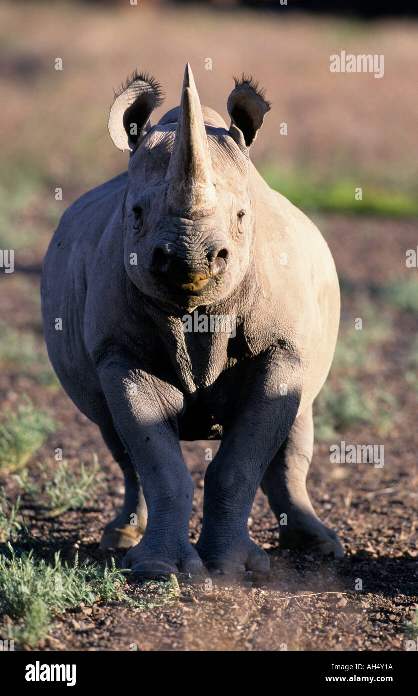 White Rhinoceros Damaraland Namibia Africa Stock Photo