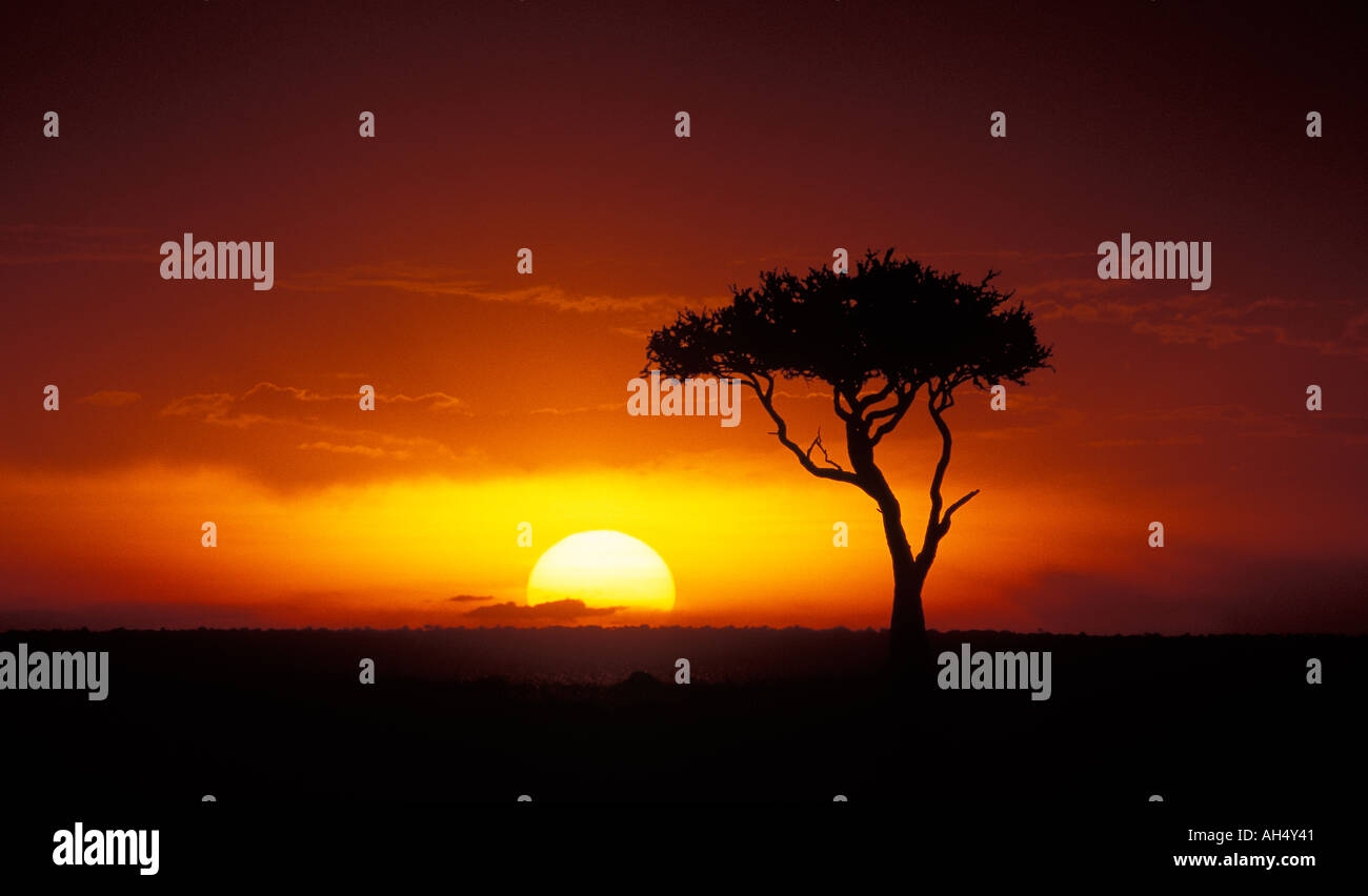 Masai mara plain hi-res stock photography and images - Alamy