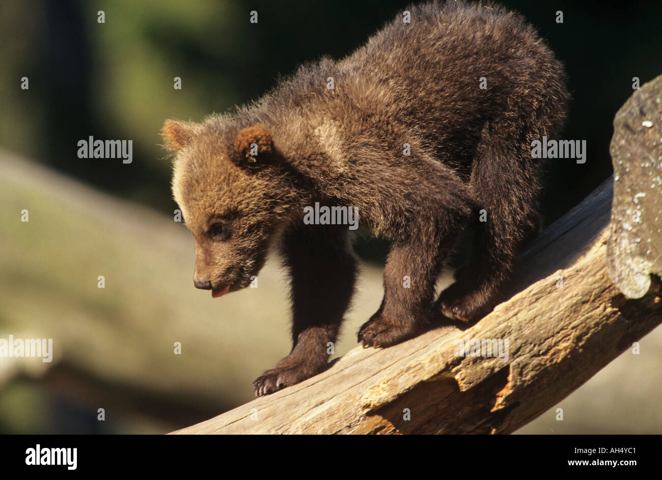 young brown bear - standing / Ursus arctos Stock Photo - Alamy