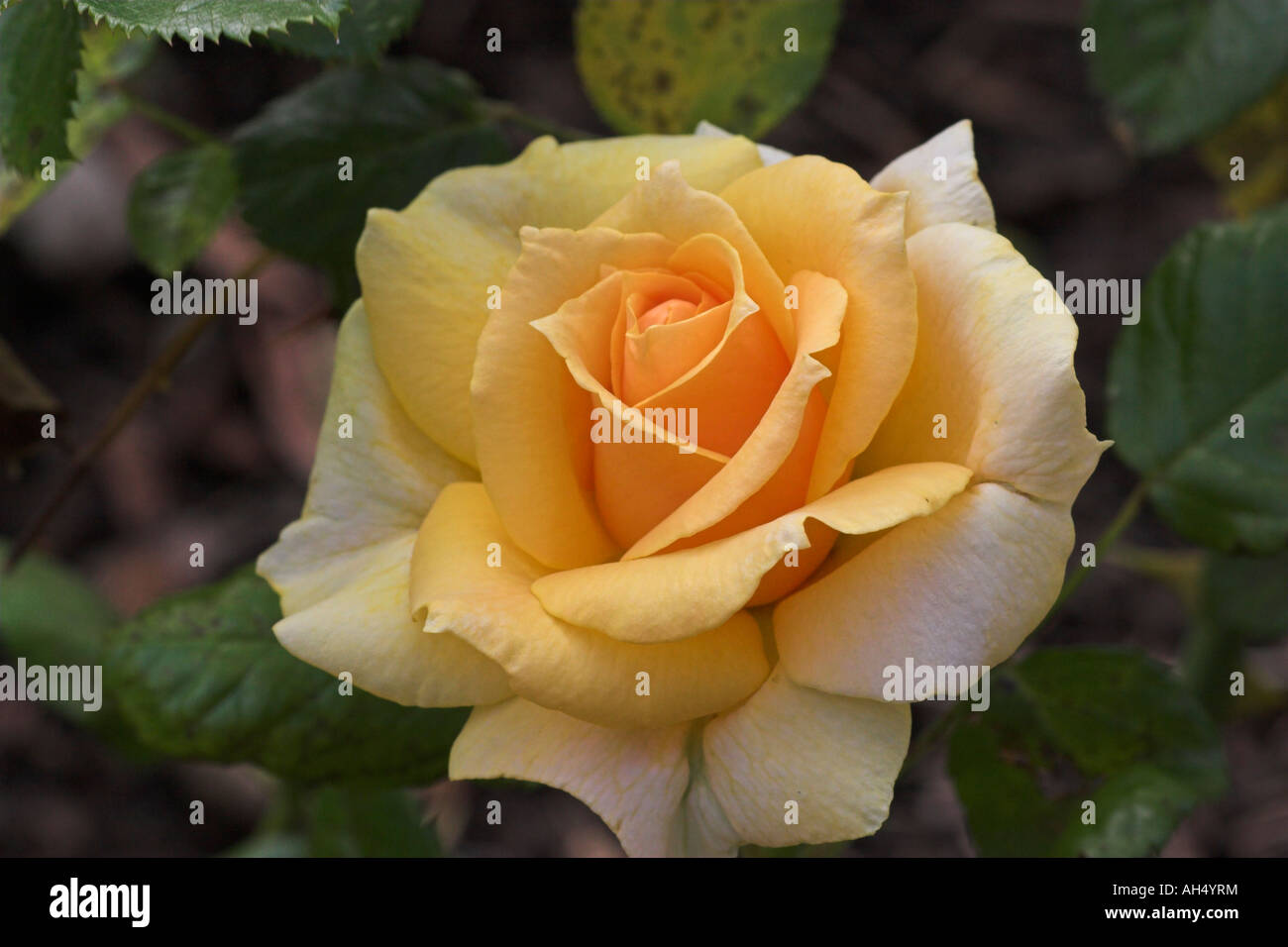 The beauty of a rose bloom Stock Photo Alamy