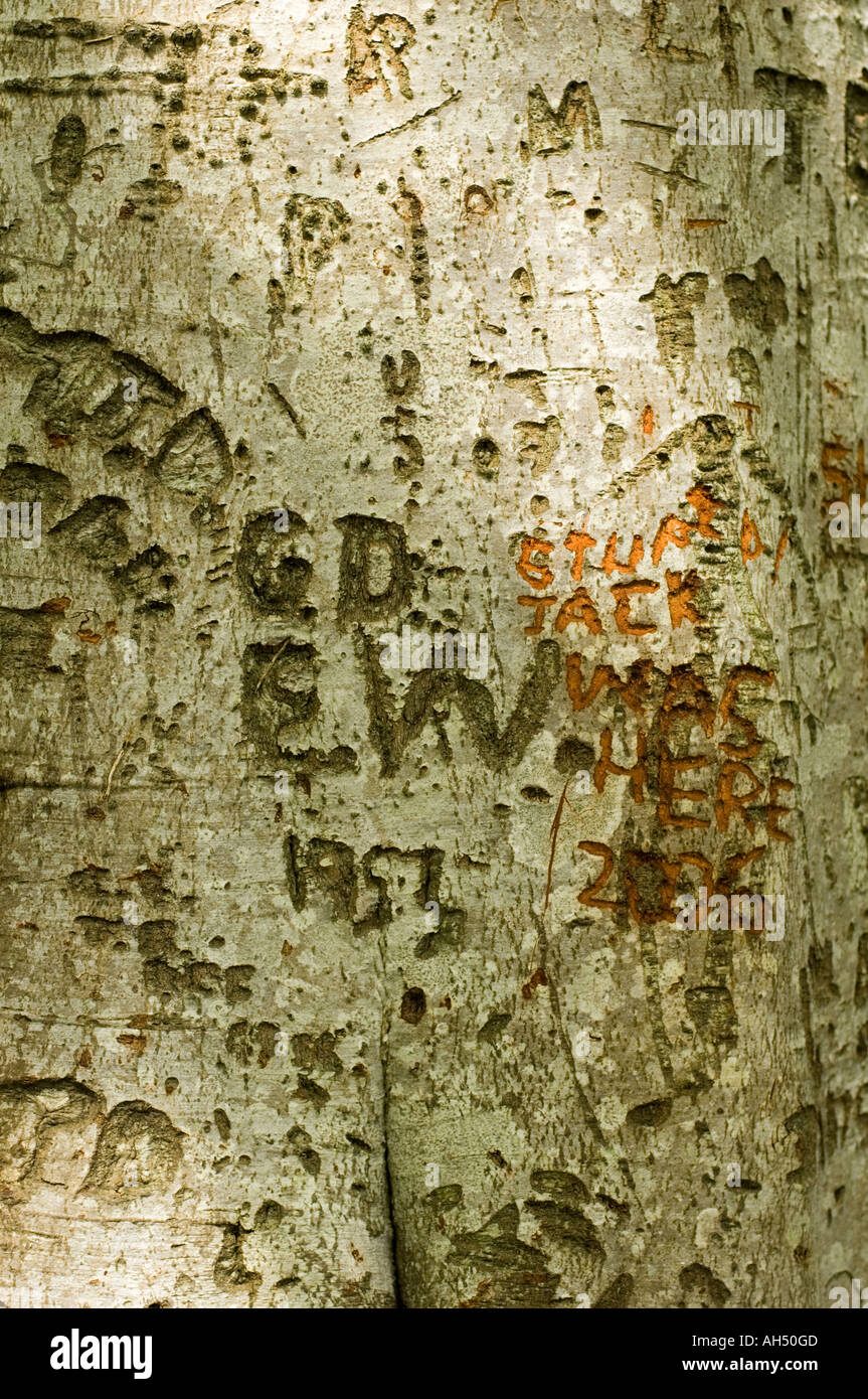 Names carved with knife into the bark of  tree Penglais nature park Aberystwyth Ceredigion wales Stock Photo