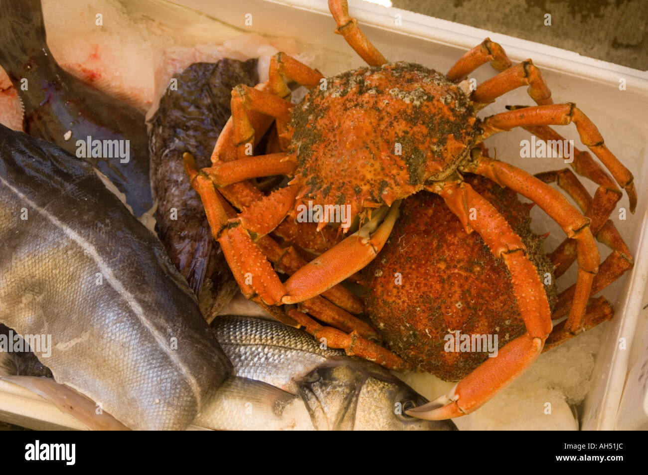 Fresh local Spider crab for sale at the Aberaeron seafood festival