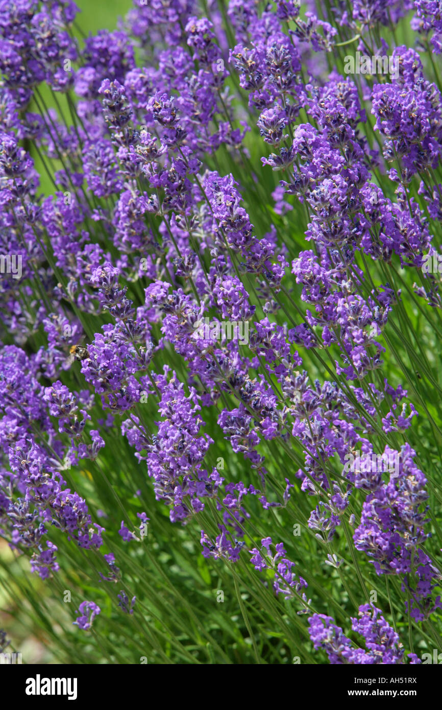 Field of Lavender Stock Photo Alamy
