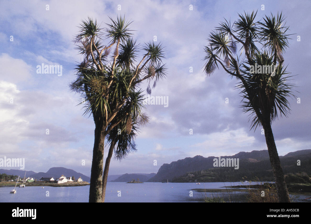 Plockton palm trees hires stock photography and images Alamy