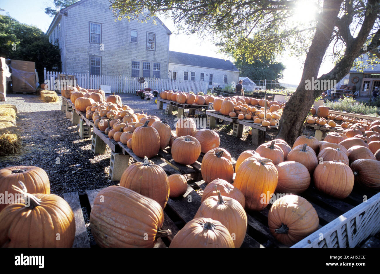 Pumpkins for sale in Brewster Cape Cod in Massachusetts US Stock Photo