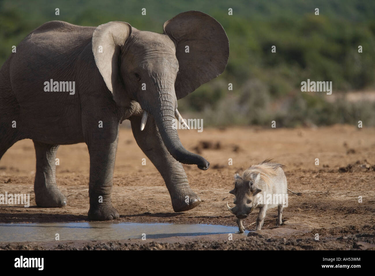 African elephant Loxodonta africana chasing warthog Addo Elephant National Park South Africa Stock Photo