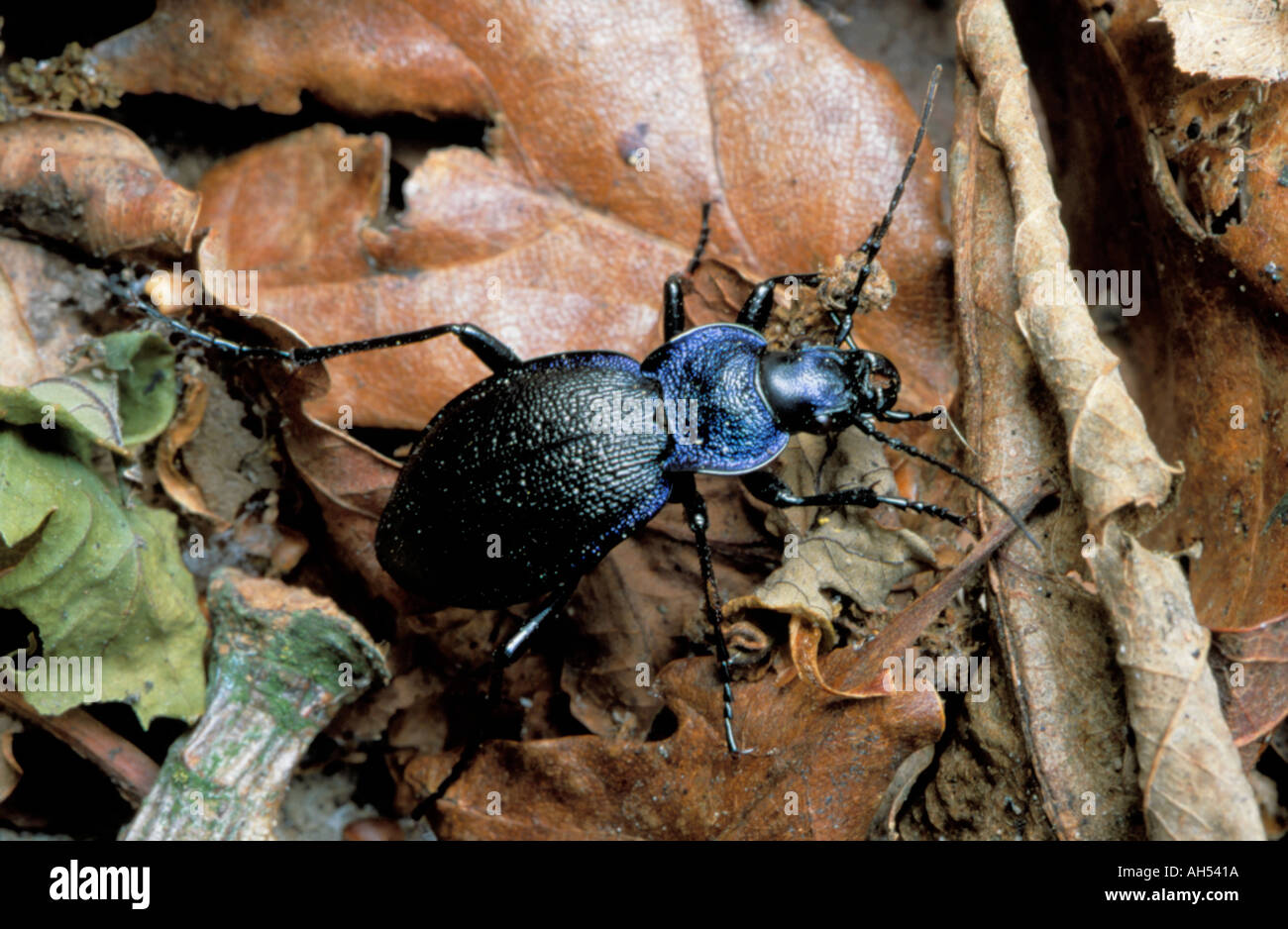 Violet ground beetle (Carabus violaceus). Stock Photo