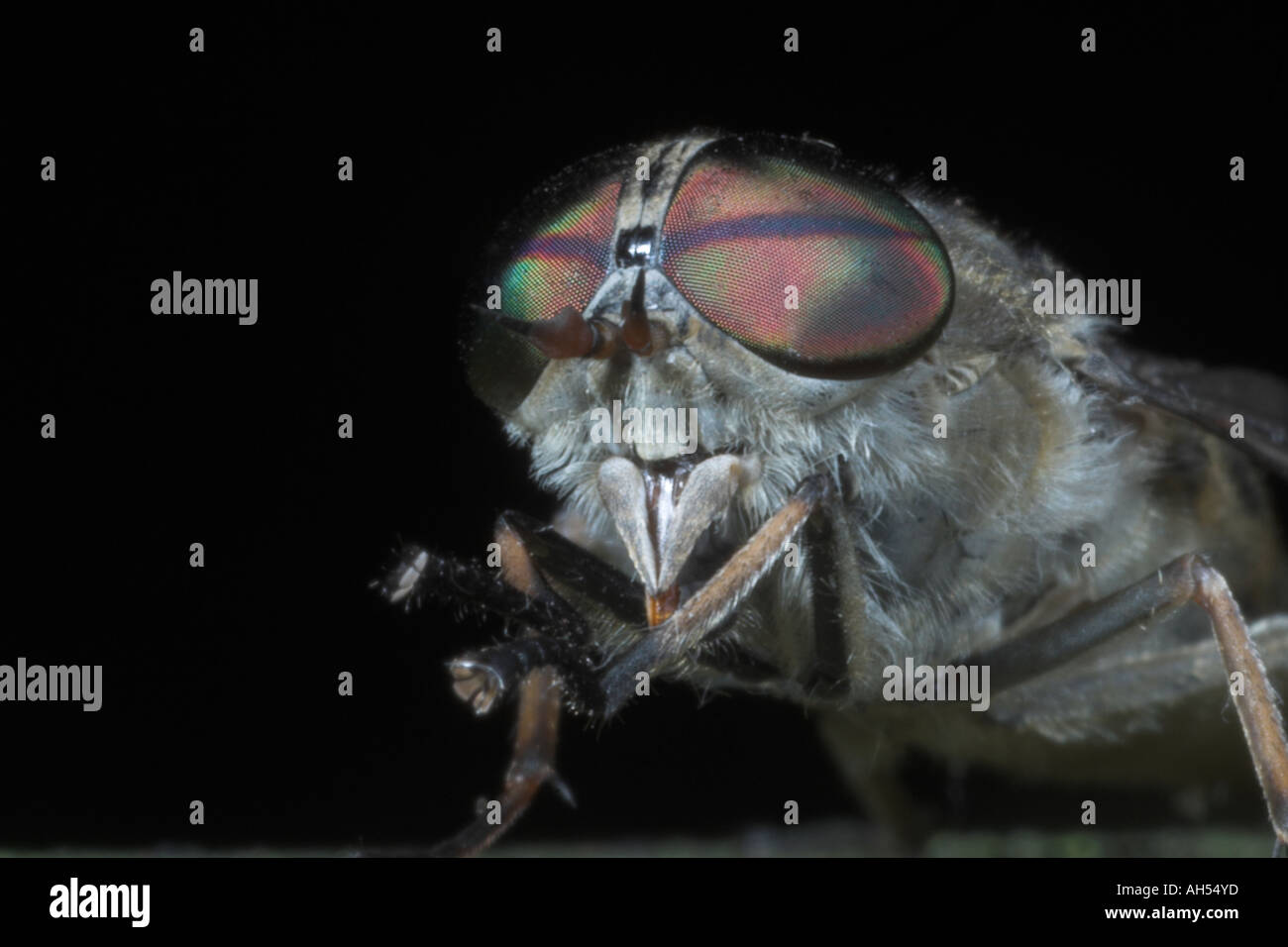 Horsefly showing colourful compound eyes. Somerset. England Stock Photo