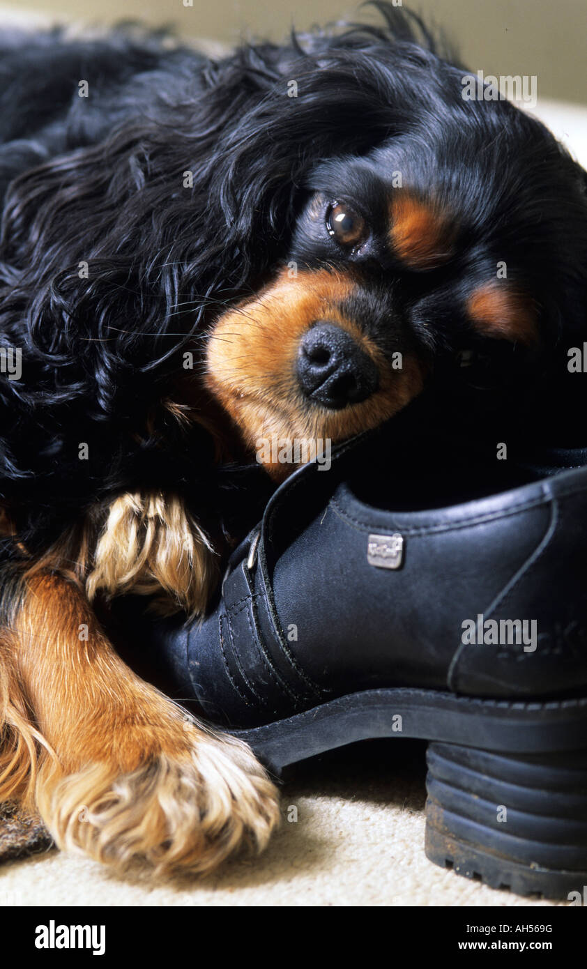 black and tan cavalier King Charles spaniel resting on shoe Stock Photo