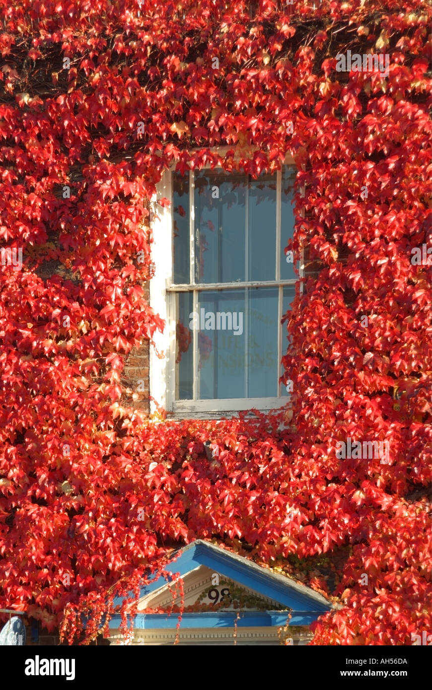 Creeper Clad Wall High Resolution Stock Photography and Images Alamy