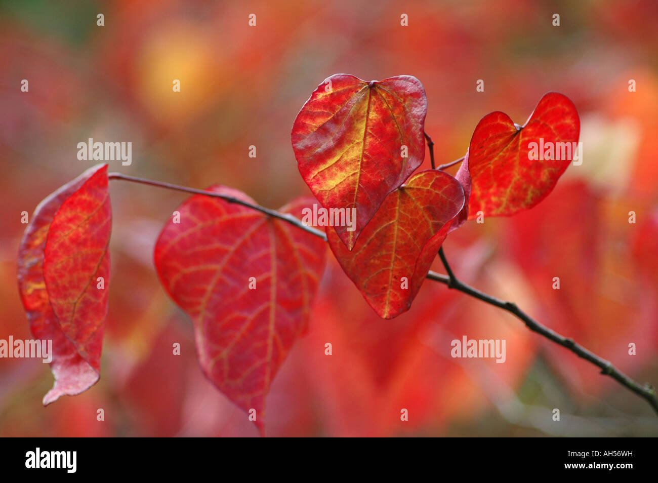 Deciduous hardy garden shrub with great autumn foliage colour Reds oranges and golds on the leaves Stock Photo