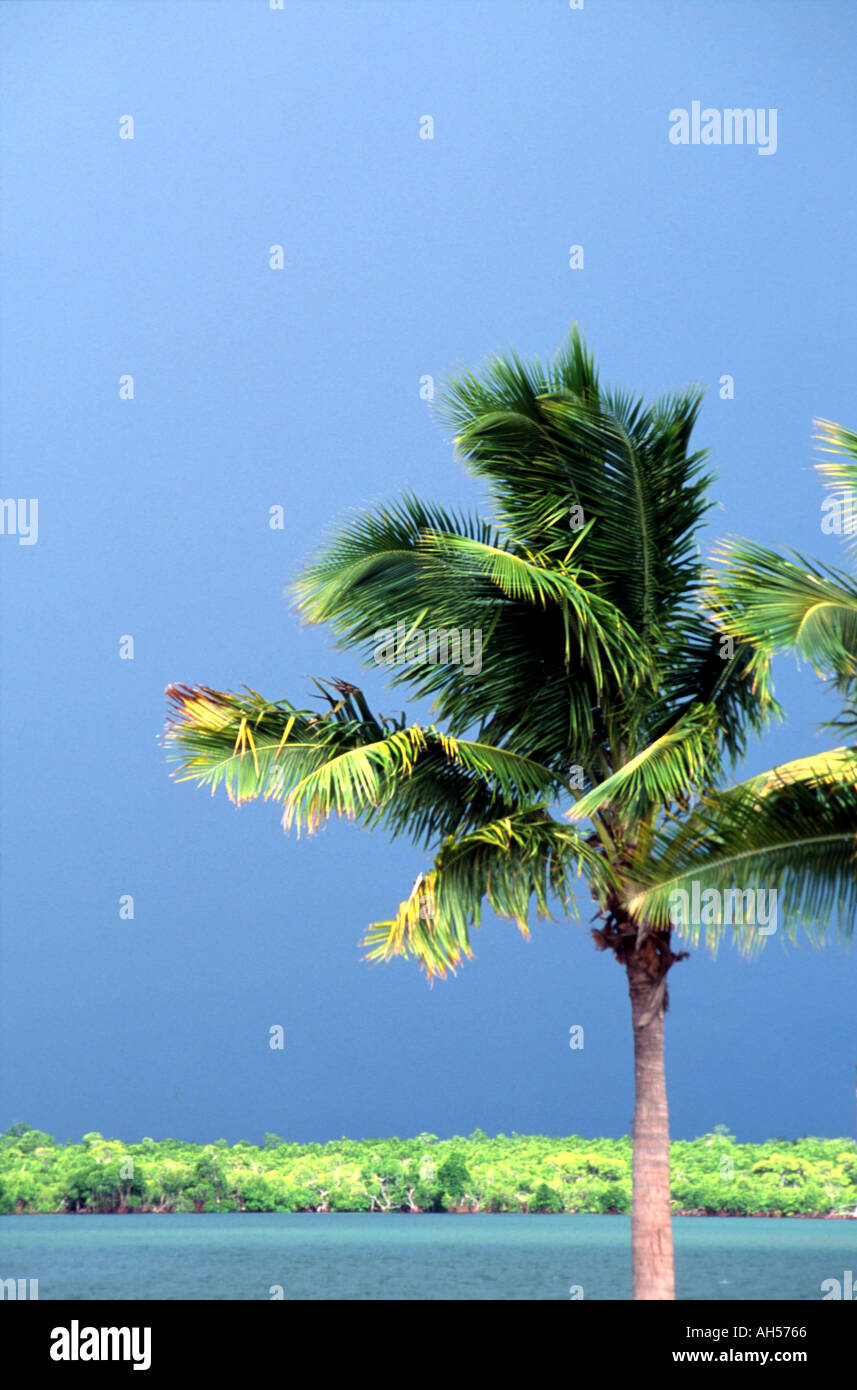 Palm Tree Denarau Island Fiji Stock Photo