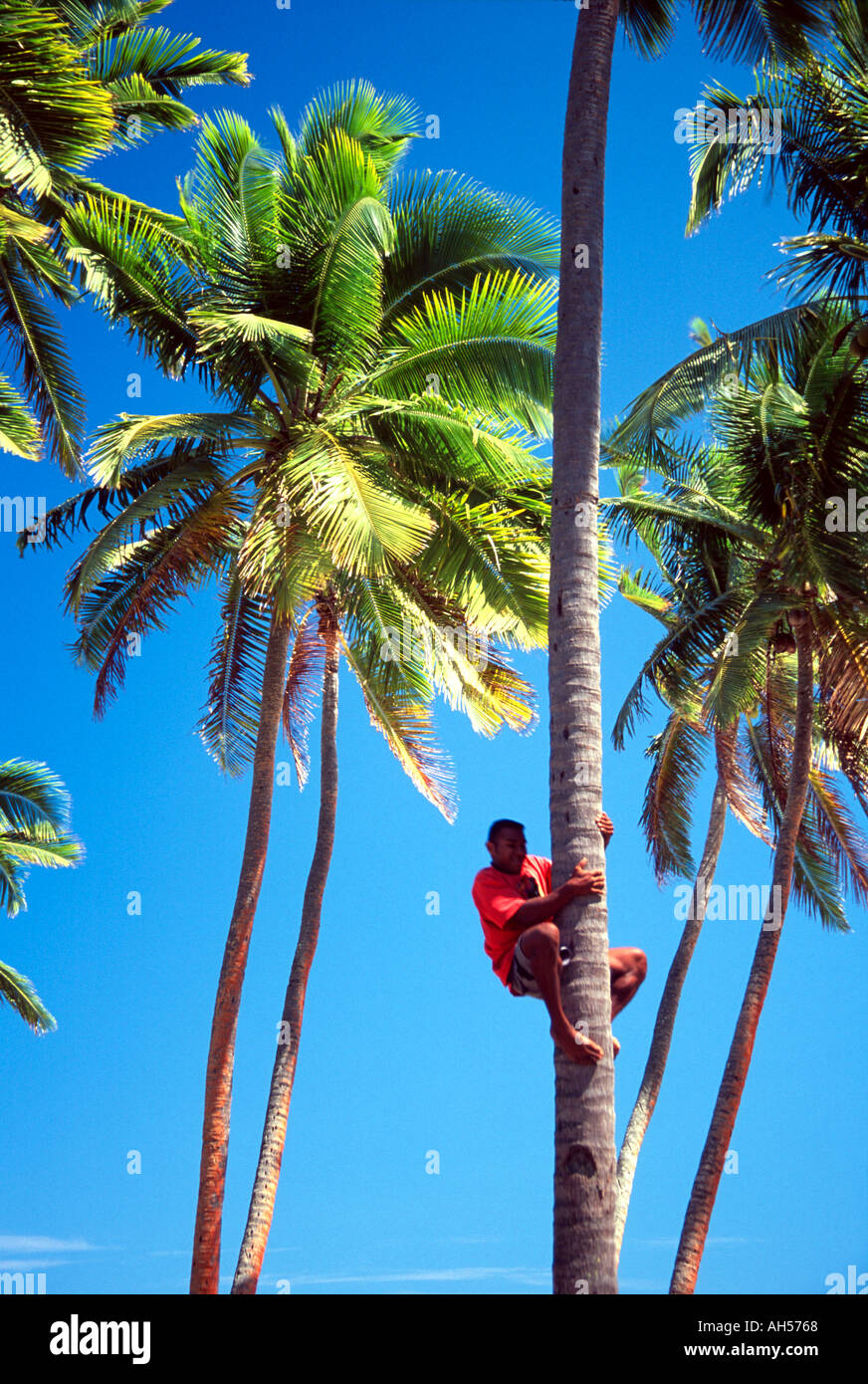 Climbing a Palm Tree To Get Coconuts Coral Coast Viti Levu Stock Photo