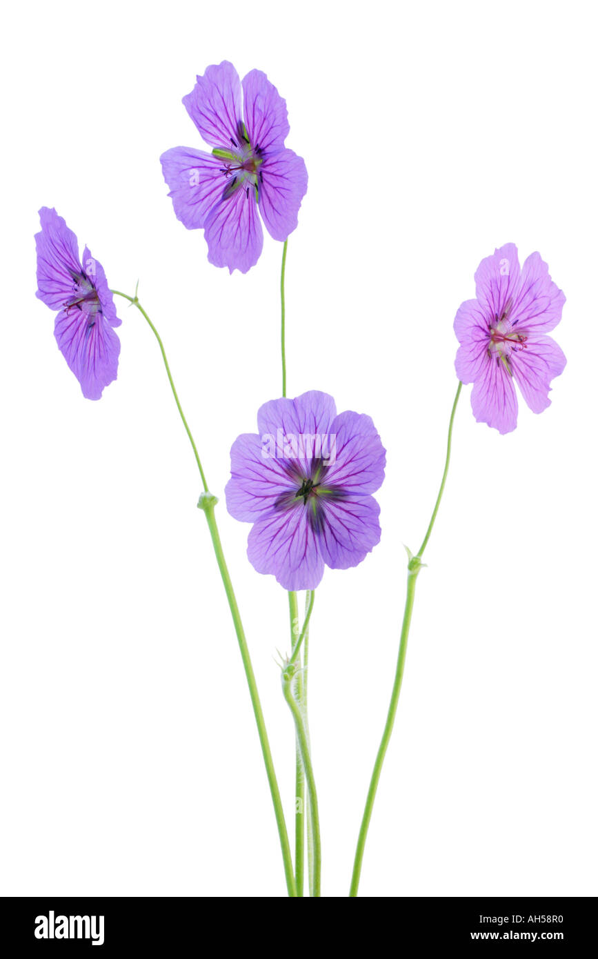Geranium johnsons blue pattern hi-res stock photography and images - Alamy