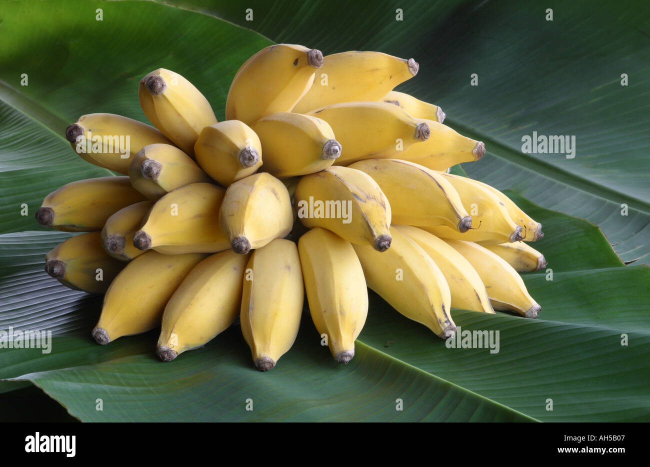 Bunch of bananas on the plant – License Images – 693890 ❘ StockFood