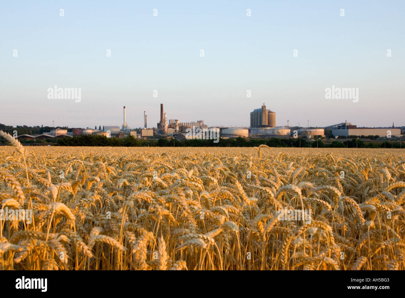 wheat field in Suffolk, UK Stock Photo
