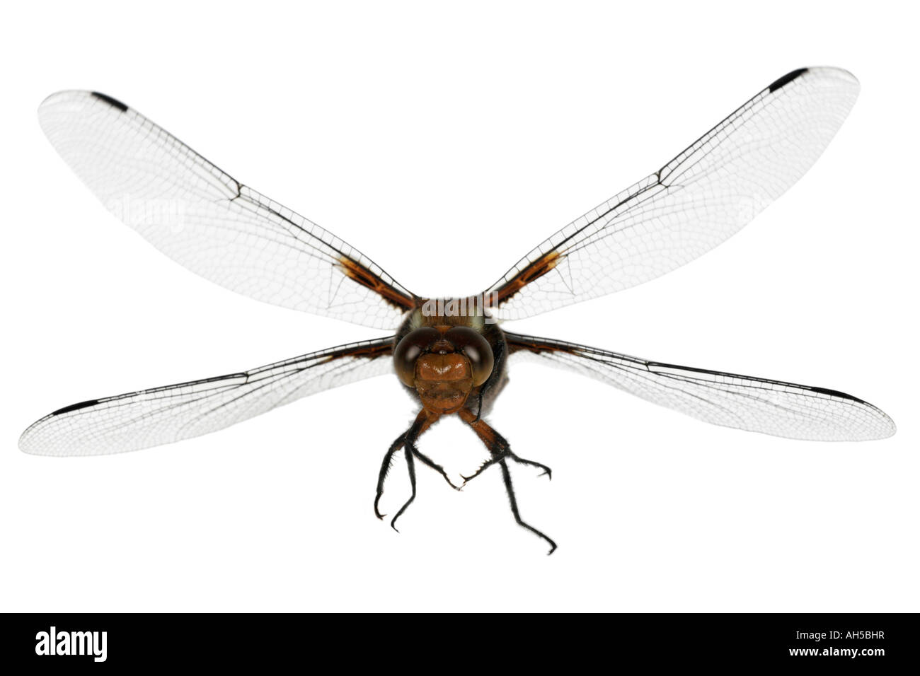 broad-bodied libellula, broad-bodied chaser (Libellula depressa) Stock Photo