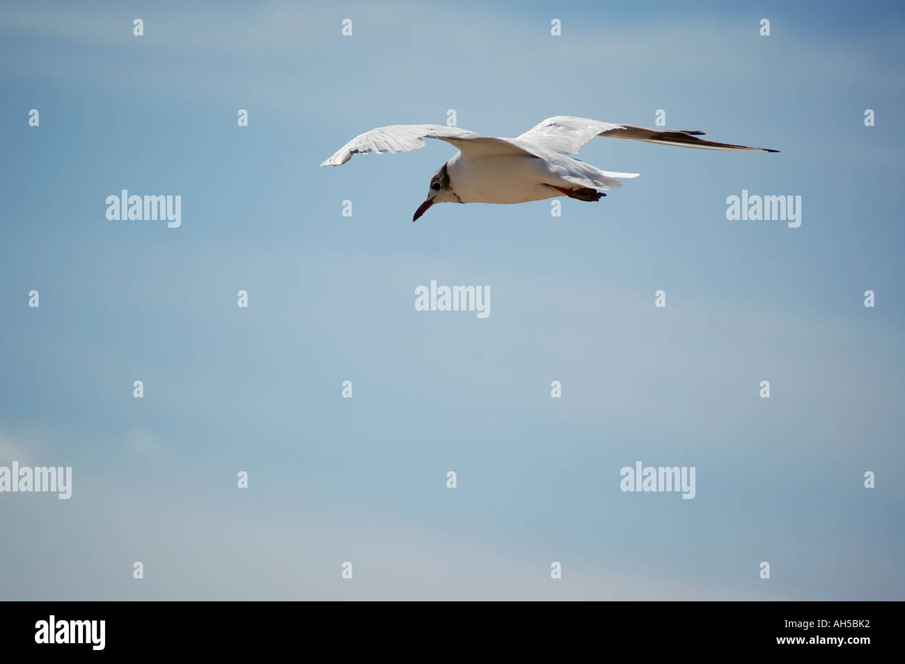 Thermal current birds hires stock photography and images Alamy