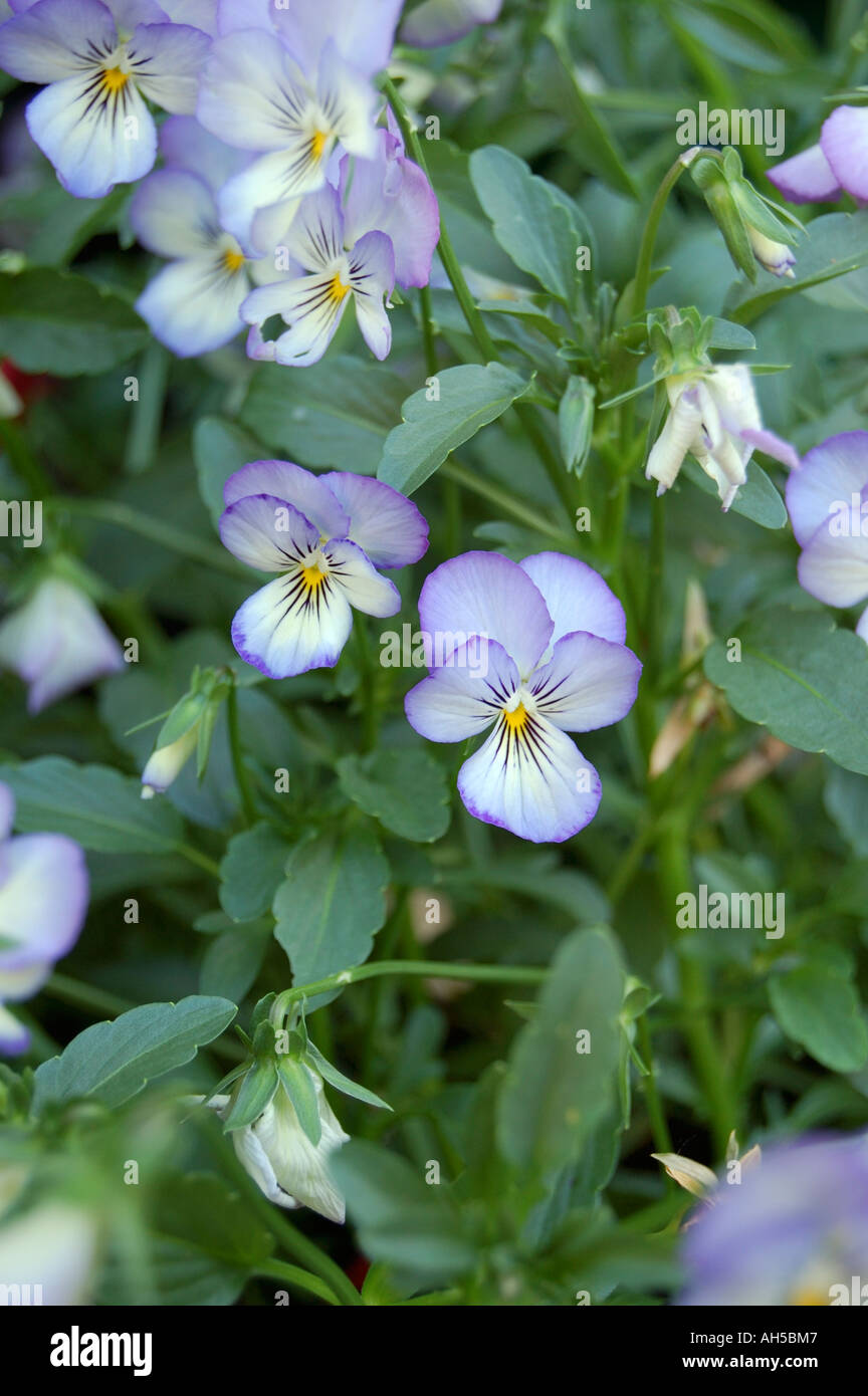 Viola Magnifico perennial flowers in bloom Stock Photo