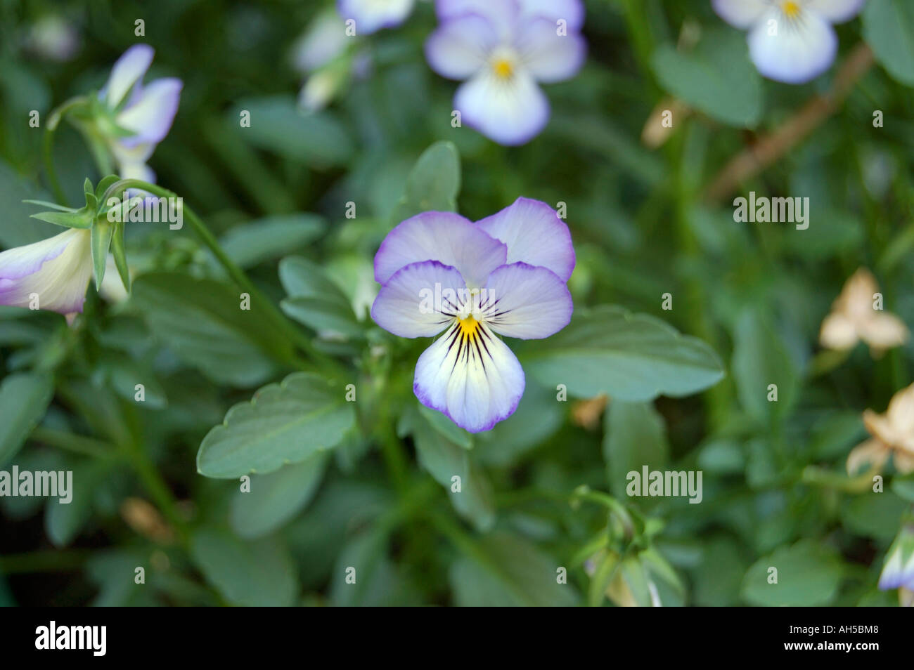 Viola Magnifico perennial flowers in bloom Stock Photo